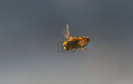 Eristalinus: Fascinating Insects in Macro Photography