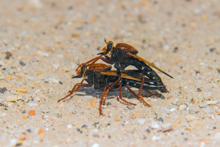 Photo for Intimate Encounter: Mating Asilus Insects in Nature - Royalty Free Image