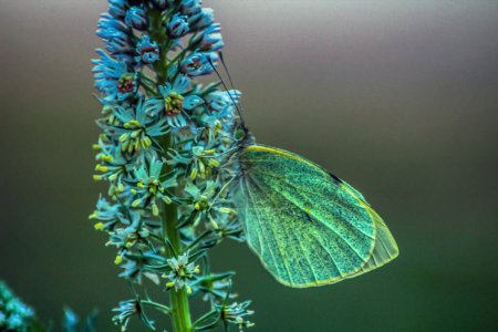 Foto de Magnificación de la naturaleza: Macro Fotografía de grandes insectos blancos - Imagen libre de derechos