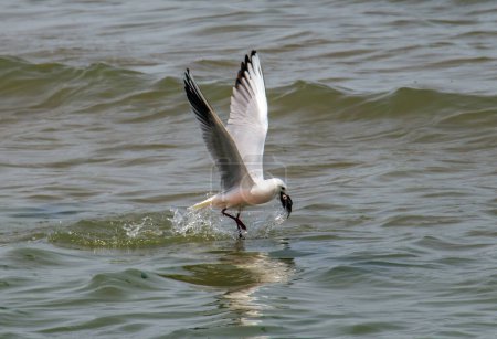 Photo for Ocean Hunters: Majestic Hartlaub's Gulls Scouring the Seas - Royalty Free Image