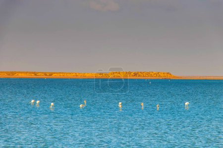 Flamingo en el mar en Zarzis, sur de Túnez