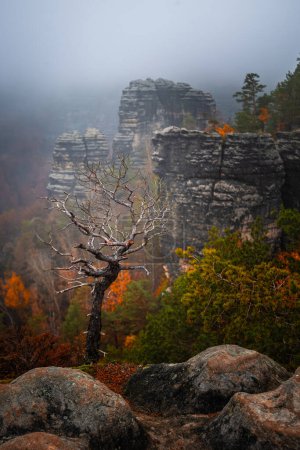 Hrensko, Tschechische Republik - Einsamer Baum im Nationalpark Böhmische Schweiz, in der Nähe von Pravcicka Brana, dem größten Naturbogen Europas an einem nebligen Tag mit buntem Herbstlaub und Felsformationen im Hintergrund