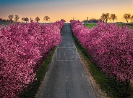 Berkenye, Ungarn - Luftaufnahme blühender rosa wilder Pflaumenbäume entlang der Straße im Dorf Berkenye an einem Frühlingsmorgen mit warmem goldenem Sonnenaufgangshimmel