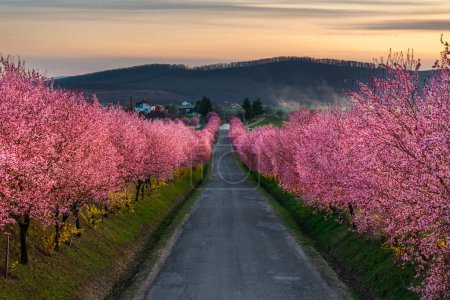Berkenye, Ungarn - Luftaufnahme blühender rosa wilder Pflaumenbäume entlang der Straße im Dorf Berkenye an einem sonnigen Frühlingnachmittag mit warmem goldenem Sonnenuntergang
