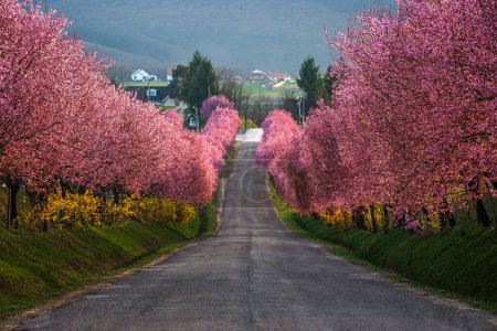Berkenye, Ungarn - Blühende rosa wilde Pflaumenbäume entlang der Straße im Dorf Berkenye an einem sonnigen Frühlingnachmittag mit warmem Sonnenlicht