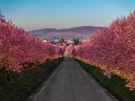 Berkenye, Ungarn - Luftaufnahme blühender rosa wilder Pflaumenbäume entlang der Straße im Dorf Berkenye an einem Frühlingsmorgen mit klarem blauen Himmel