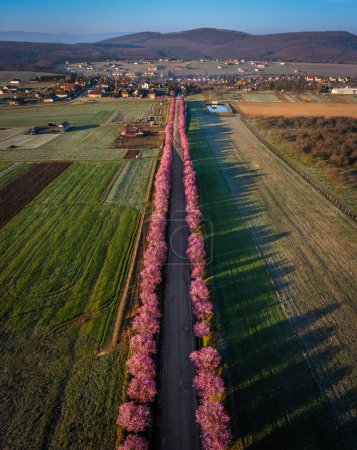 Berkenye, Ungarn - Vertikale Luftaufnahme von blühenden rosa wilden Pflaumenbäumen entlang der Straße im Dorf Berkenye an einem Frühlingsmorgen mit klarem blauen Himmel