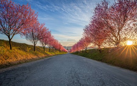 Berkenye, Ungarn - Blühende rosa wilde Pflaumenbäume entlang der Straße im Dorf Berkenye an einem sonnigen Frühlingnachmittag mit warmem Sonnenlicht und blauem Himmel
