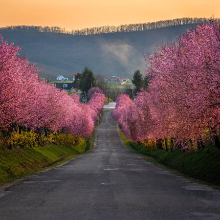 Berkenye, Hungary - Blooming pink wild plum trees along the road in the village of Berkenye on a sunny spring afternoon with warm golden sky and sunlight