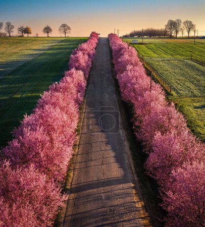 Berkenye, Hungary - Aerial panoramic view of blooming pink wild plum trees along the road in the village of Berkenye on a spring morning with clear blue sky