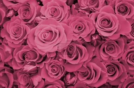 Photo for Close up of bright bunch of freshly cut big beautiful roses. Image toned in Viva Magenta, color of the 2023 year - Royalty Free Image