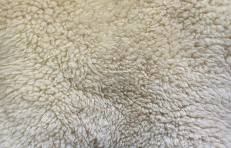 Téléchargez les photos : Texture de fourrure de mouton, motifs animaux blancs ou gris pour le fond de la nature gros plan - en image libre de droit