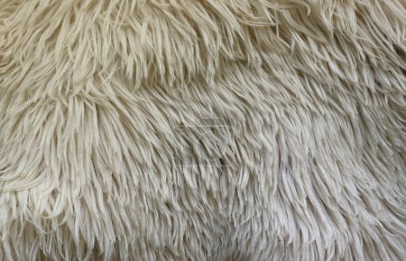 Téléchargez les photos : Texture de fourrure de mouton, motifs animaux blancs ou gris pour le fond de la nature gros plan - en image libre de droit