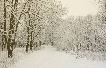 Téléchargez les photos : Paysage hivernal dans un parc enneigé après une forte chute de neige humide. Une épaisse couche de neige gît sur les branches des arbres - en image libre de droit