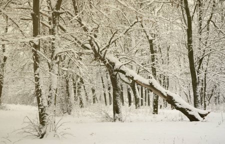 Téléchargez les photos : Paysage hivernal dans un parc enneigé après une forte chute de neige humide. Une épaisse couche de neige gît sur les branches des arbres - en image libre de droit