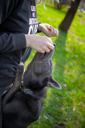 Foto de Un perro gris se apoya en sus patas traseras, apoyándose en una chica que lo alimenta de sus manos. - Imagen libre de derechos