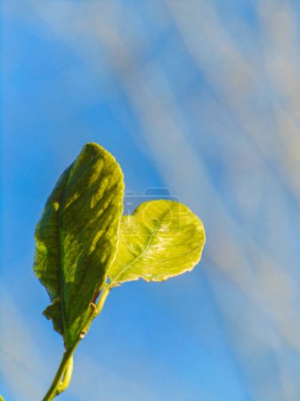 Photo for Lemon leaves with defocused dry tree background in clear sky - Royalty Free Image