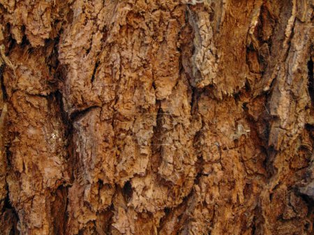 Foto de Textura de árbol seco de otoño N1 - Imagen libre de derechos