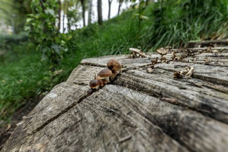 Photo for View of the cap of some mushrooms growing in a crack in a wooden stump - Royalty Free Image