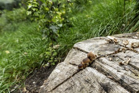 Téléchargez les photos : Petits champignons poussant dans une fissure humide dans une souche d'arbre - en image libre de droit
