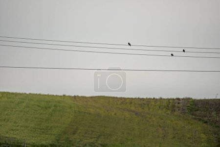 Some fallow fields with high voltage lines crossing them and some birds resting on them