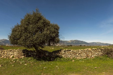 Plots in the foothills of the Guadarrama mountain range with dividers built by hand with stacked stones and oaks growing at the foot of the wall