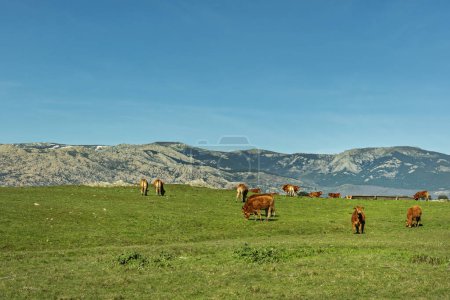 A grassy field with grazing cows in limousine and the Guadarrama mountains behind