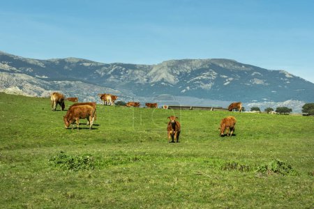 A grass field with limousine cows grazing and a mountain range with snow-capped peaks in the background