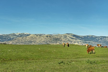 A grassy field with cows grazing in limousine and the Guadarrama mountains behind with the peaks with some snow