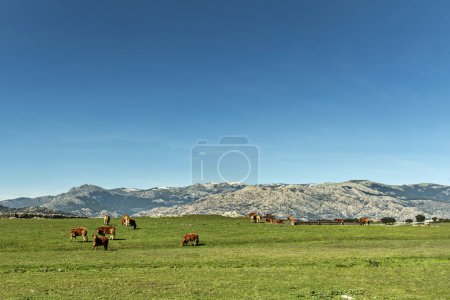 a meadow full of limousine breed cows with a water trough and a mountain range in the background