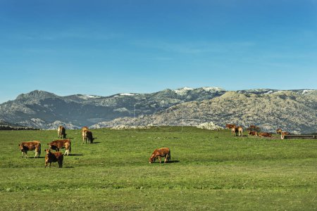 un prado lleno de vacas de raza limusina con un abrevadero, un par de vacas posando y una cordillera en el fondo