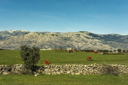 Plots in the foothills of the Guadarrama mountain range with dividers built by hand with stacked stones and grazing limousine cows