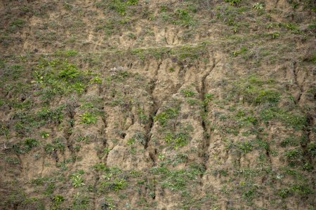 Erosion cracks on a hillside with ephemeral vegetation