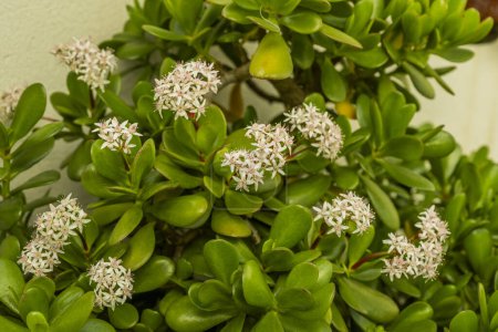 Weiße Blüten einer Jadepflanze