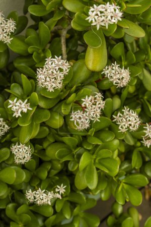 Flores blancas de una planta suculenta verde jade