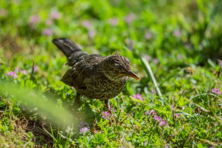 There are several subspecies of blackbird in its wide expansion area, among them some subspecies from Asia are considered by some authors as full-fledged species