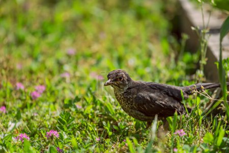 The female blackbird has brown plumage, the tones of which vary from one individual to another, presenting darker areas