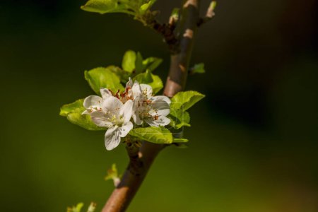 The flowers of the hawthorn are emitted in late spring (May to June in its native area) in corymbs of five to twenty-five together; each flower about one cm in diameter, with five white petals