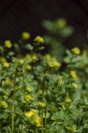 yellow mustard. It is grown commercially for its mustard seeds practically all over the world, although it is probably native to the Mediterranean region