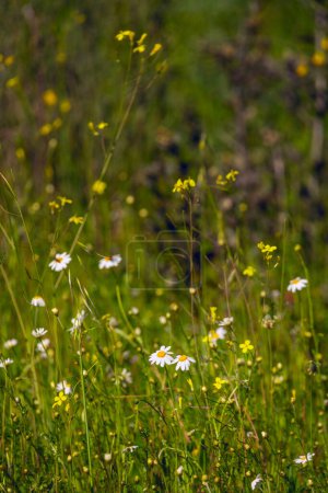 White daisies growing in grass, closeup