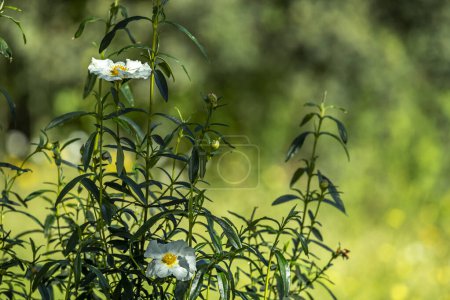 Cistus ladanifer is a shrub belonging to the Cistaceae family, native to the Mediterranean basin. It is characterized by establishing itself in degraded and poor soils