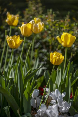 Gelbe Tulpe auf dem Feld. Eine große Knospe einer gelben Blume. Frühling im Hintergrund. Tulpen im Garten. Saisonale Blüte der Frühlingsblumen