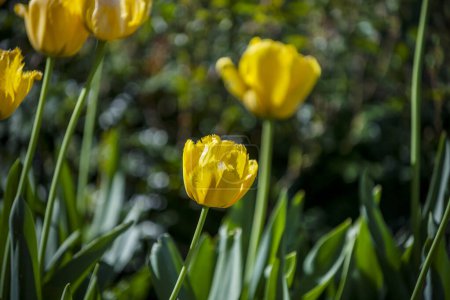 Tulipa ist eine Gattung mehrjähriger Zwiebelgewächse aus der Familie der Liliengewächse, zu der auch die beliebten Tulpen gehören..