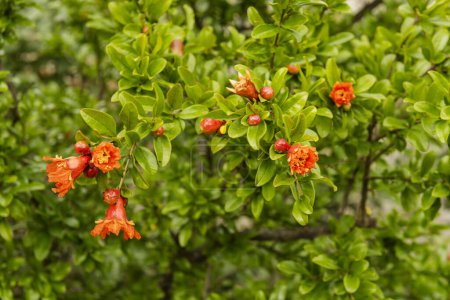 Ramas de árboles con flores rojas anaranjadas con muchas hojas verdes