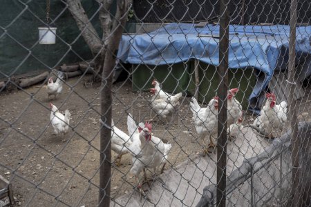 Un enclos rempli de poulets blancs attendant que de la nourriture leur soit jetée