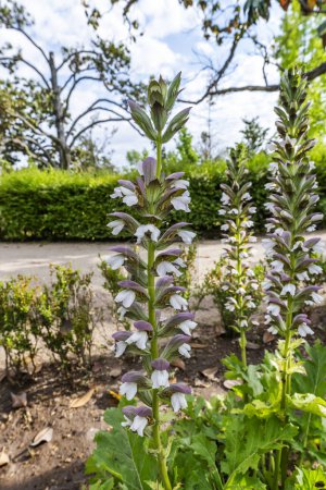 The acanthus (Acanthus mollis) is a plant species belonging to the Acanthaceae family