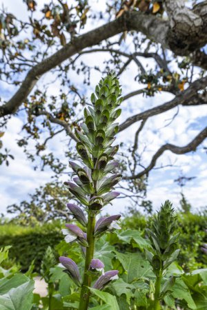 The acanthus The species is native to the center and east of the Mediterranean region, it was adapted since ancient times in garden cultivation