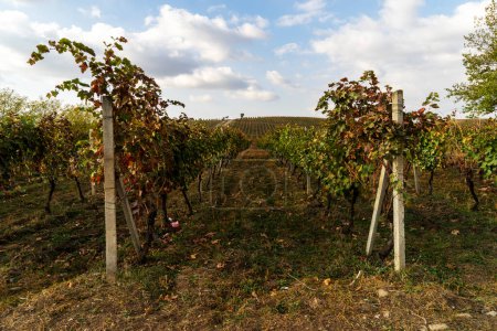 Azerbaijan, Weg neben reifen Rebstöcken in einem Weinberg in der Herbstlese