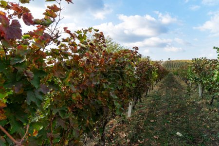 Azerbaijan, Weg neben reifen Rebstöcken in einem Weinberg in der Herbstlese