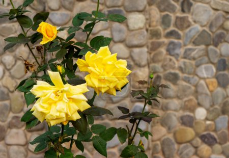 Foto de Beautiful yellow roses against a stone wall - Imagen libre de derechos